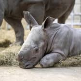 Baby southern white rhino Malaika.