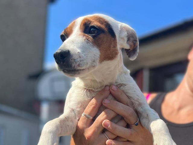 Dizzy is a beautiful happy young Jack Russell Terrier. She is great with other dogs and older sensible children, but not cats and small furries. Dizzy joined from a council pound.