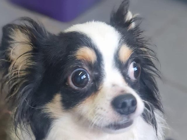 Mr Kipling, a papillon mix, is looking for a new home