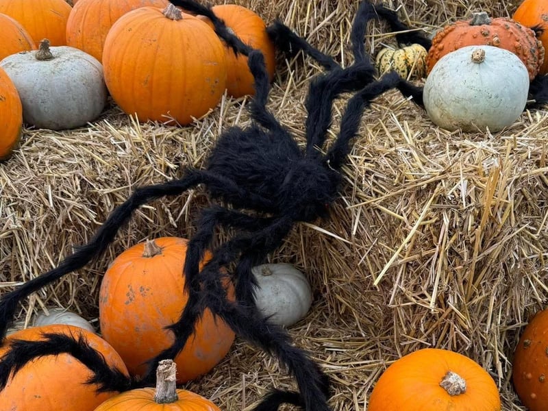 The farm in Naseby Road, Welford is this year hosting a wicked pumpkin trial, which will see visitors venturing through a forbidden forest, while looking for seven lost charms hidden in the twisting trails. Visitors will then get to wander around the pumpkin palace where they can pick a pumpkin to take home. The trail is available from Saturday October 18 to Friday October 31. Tickets are on sale on the Mini Meadows website.