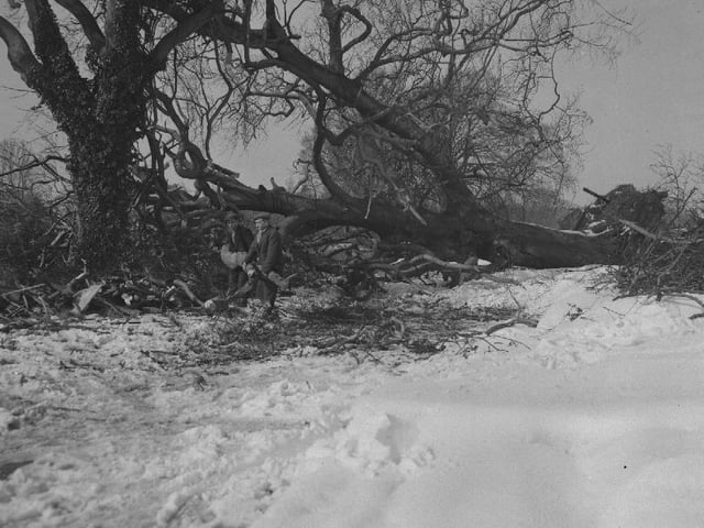 Mears Ashby cut off by snow and a fallen tree, February 26, 1958