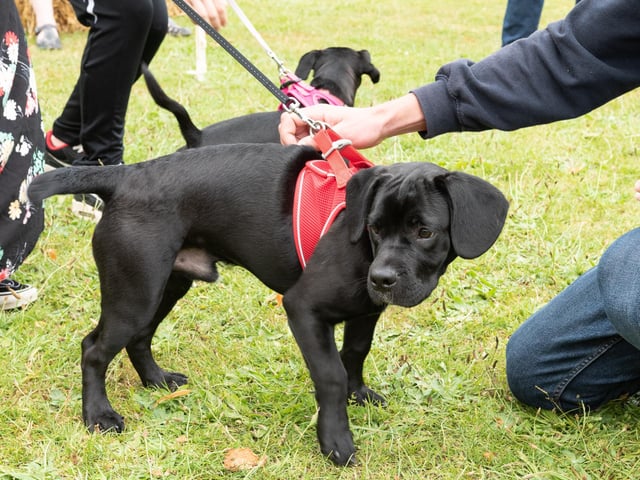 Dog owners turned up on Sunday (June 19) to Animals in Need Northamptonshire's Earls Barton Dog Show
