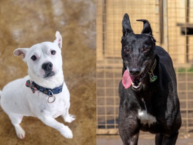 Here are five dogs looking for their forever home in Northamptonshire this week...