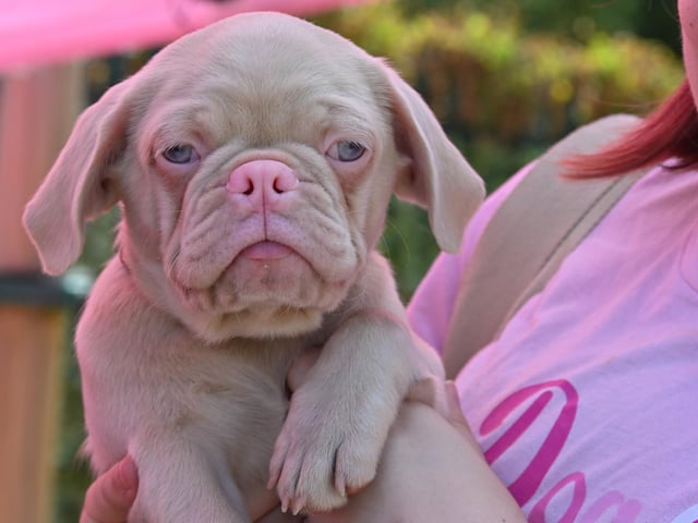 Pugs and their owners travelled across the country to be part of the occasion, which takes inspiration from Coachella festival and returned to Northampton on Sunday (August 23) with a pool party theme.