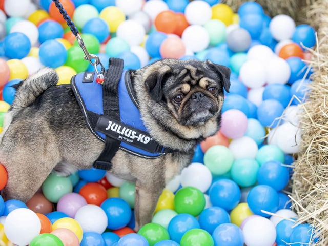 The Teddy’s Dog Care team took inspiration from Coachella festival and planned the pug equivalent, which they hope to offer annually and open up to all dog breeds.