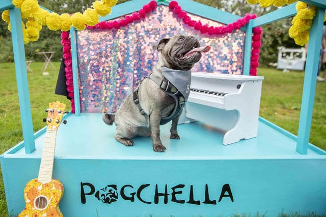 The Teddy’s Dog Care team took inspiration from Coachella festival and planned the pug equivalent, which they hope to offer annually and open up to all dog breeds.