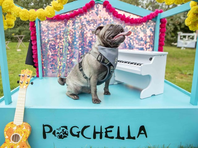 The Teddy’s Dog Care team took inspiration from Coachella festival and planned the pug equivalent, which they hope to offer annually and open up to all dog breeds.