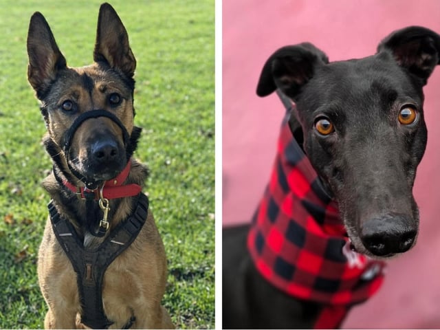 Take a look at six abandoned but adorable dogs looking for forever homes this week in Northamptonshire