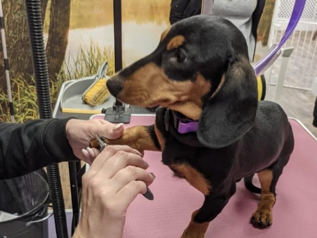 Another highly recommended Northampton dog groomer is Pamper My Poochie holistic dog spa, based in Gloucester Avenue. One reader said: "Jules is amazing with my beagle, she is a bit nervous of the dryer so does everything she can to make her calm and relaxed. We’ve been going to Jules since she first opened and will continue to for many years to come." Another reader said: "Jules is so patient with both my nervous adult ridgeback and tolerant of our puppy ridgeback, who - whilst much more confident than his sister - has not had a visit to the salon without having a little accident." Call Pamper My Poochie on 01604 356226.