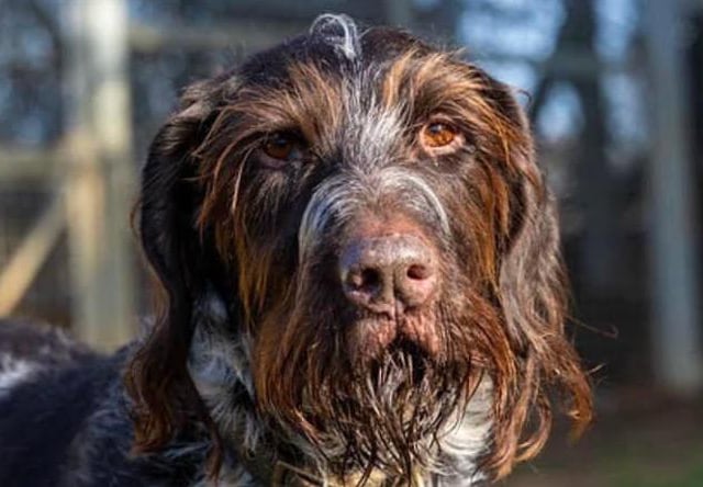 Brutus is a very handsome, eight-year-old wire haired pointer. He is house trained and knows many commands. He is a pleasure to spend time with. Brutus is not good with other animals so an experienced, active home is essential.