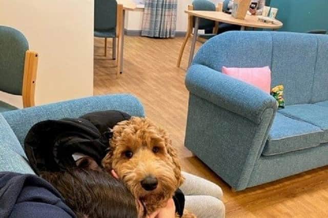Sipho the labradoodle puppy is making a positive difference to young patients with eating disorders 
