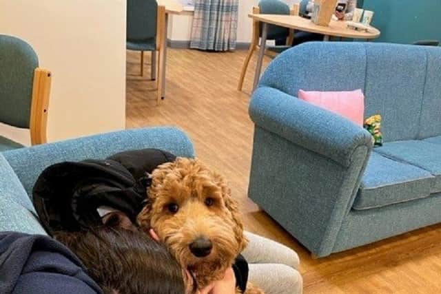 Sipho the labradoodle puppy is making a positive difference to young patients with eating disorders