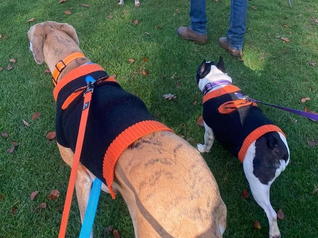 Around 50 French Bulldogs dressed up in Halloween outfits for a walk around Hunsbury Country Park over the weekend.