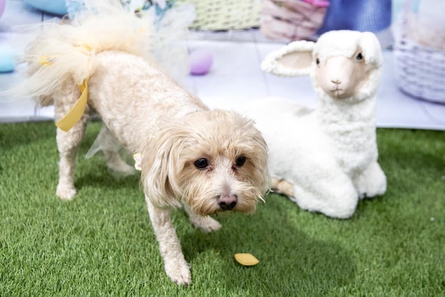 The Easter event took place at Teddy’s Dog Care in Wootton on Saturday, April 8 2023.