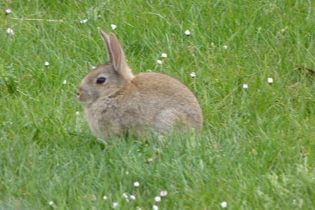 Andrea Field posted this photo of a bunny she saw at Alnwick Moor.