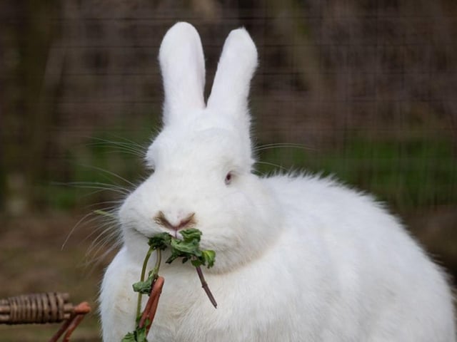 Just one of the charity's beautiful bunnies