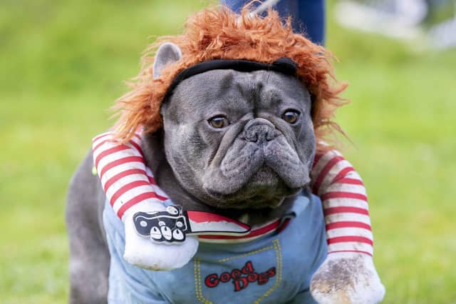 Around 60 French Bulldogs dressed up in spooky costumes for a special walk at Hunsbury Hill Country Park on Sunday (October 29).