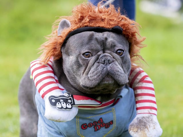 Around 60 French Bulldogs dressed up in spooky costumes for a special walk at Hunsbury Hill Country Park on Sunday (October 29).