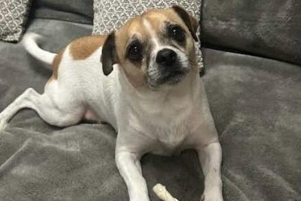 Alfie is a 4-year-old Jug (Pug x Jack Russell). He is struggling in the kennels as it’s overwhelming for him. Alfie came to us because his owner could no longer keep him due to changes in circumstances. He is a lovely boy but has not been socialized with other animals. A quiet, patient home with no young children would be the best fit for this little guy.