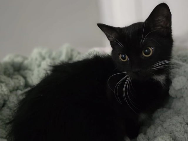 Animals In Need has lots of cats and kittens in need of rehoming