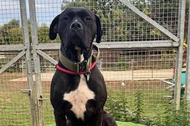 Parker is a large loving three-year-old cane corso cross boy, he is very affectionate and needs cuddles. An animal-free home with older sensible children would be better for this giant 'doofus'