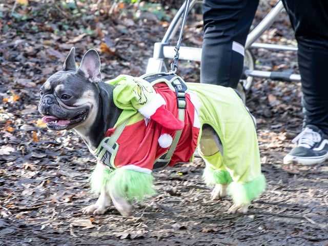 Around 60 French Bulldogs dressed in festive outfits for the annual Christmas walk at Hunsbury Country Park on Sunday December 15.