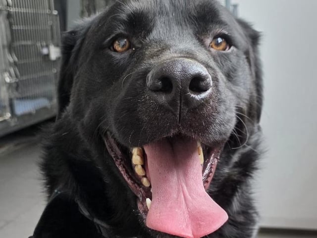 Oreo is an 18-month-old Retriever x Collie. He is currently under assessment, but the team are happy to take enquiries.