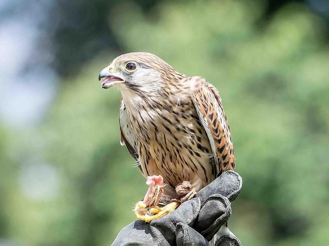 Delapre Abbey hosted a re-enactment event on Sunday July 14, 2024, including a medieval hawking show, re-enactors and a guided tour of the registered battlefield.