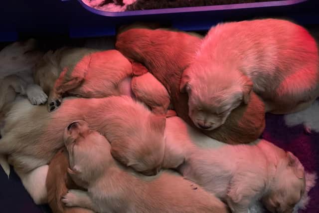 Guide dog mum Fiji's litter.