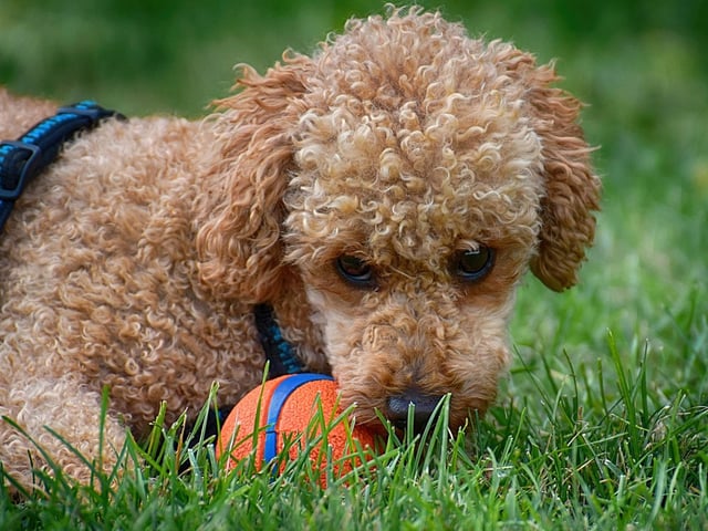 Poodles have a £889 price tag.