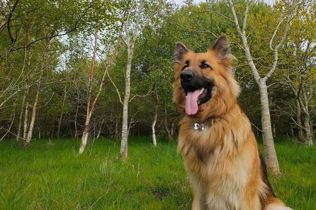 Conor Miller shared this photo of Ozzy the dog on a walk in the woods.