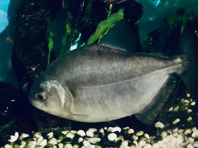 Mikey, a fearsome black piranha, pictured.