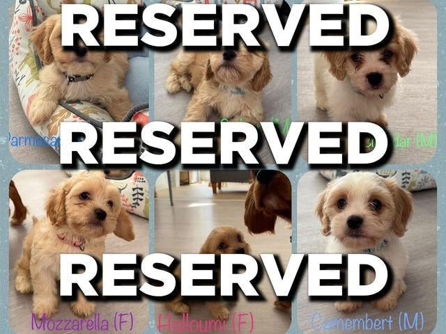 Reserved pups
