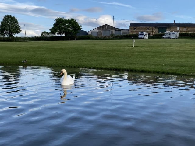 We travelled on the Grand Union Canal, enjoying the companionship of a peaceful herd of cows, dogs, ducks, and swans along the route.