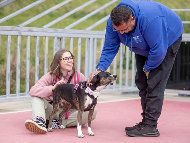 The flyball team hosted a fun dog show at Sixfields Stadium on Sunday September 29 to celebrate its milestone anniversary.