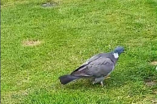 The pigeons have been seen in the Duston area.