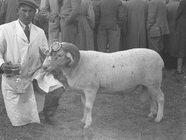 Award-winning ram, possibly at Northampton Ram Fair