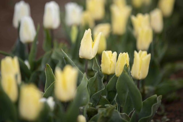 Pick your own tulips this April.