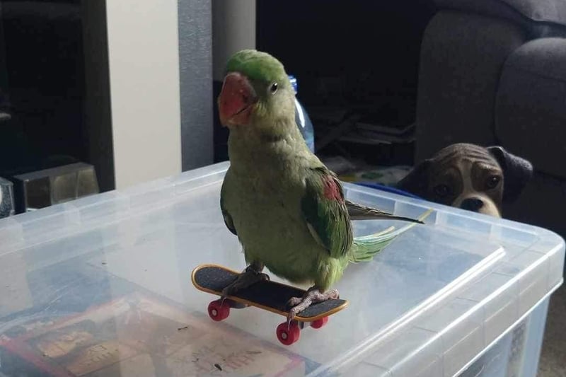 The parrot pictured at home on his skateboard.