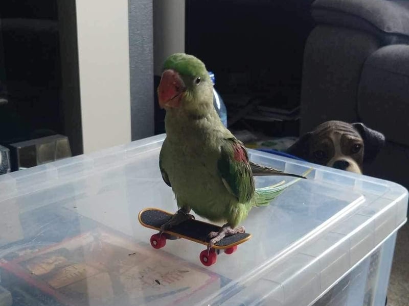 The parrot pictured at home on his skateboard.