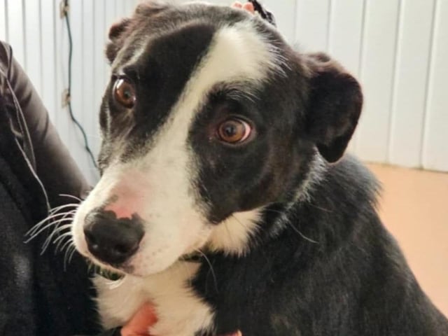 Dexter is a 6-year-old Collie cross with a brilliant personality. Highly intelligent and full of cuddles, he’s a truly wonderful companion.