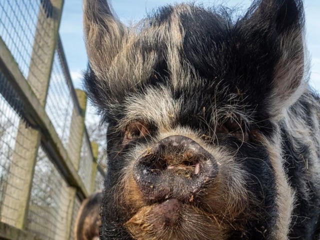 Do you fancy volunteering at Animals In Need?