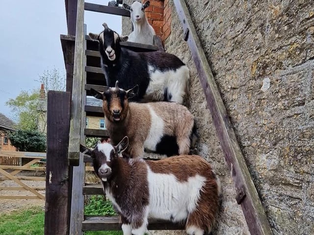Goats at the farm