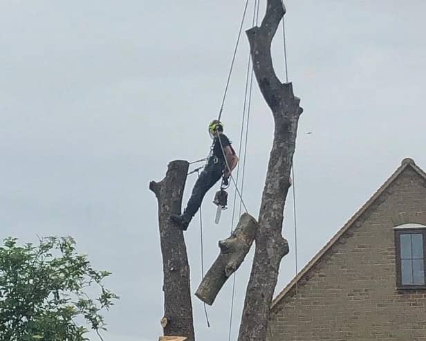 Watch out below! A tree surgeon brings down another section of dead tree