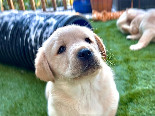 One of the adorable puppies at Canine Partners