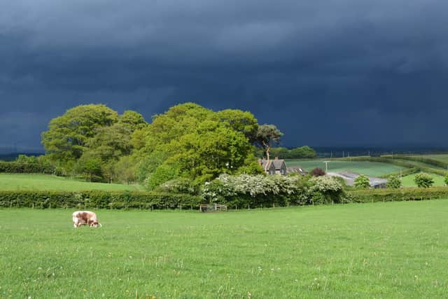 Cattle out on Joe's farm under a stormy sky