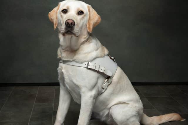 Guide dog Jessie, funded by the Northampton Guide Dogs group.