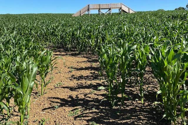 The maize maze in Harpole will reopen this weekend.