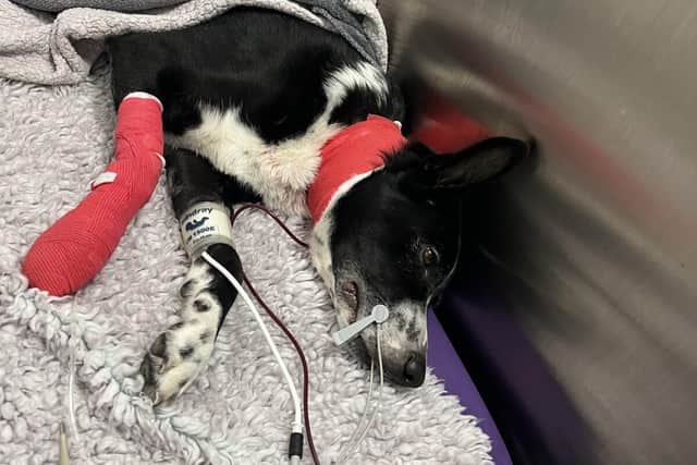 Harle needed a transfusion because his red blood cell count was dangerously low