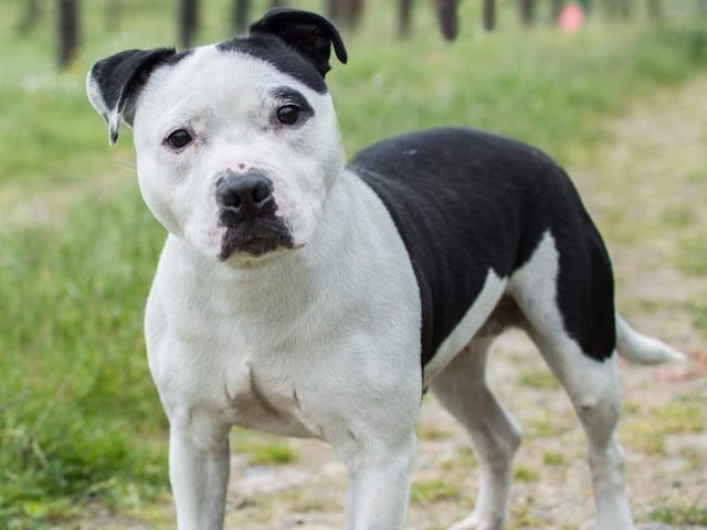 Annie said: "Bella is a beautiful, super friendly and traditional Staffie lady. She's good with other dogs & loves everyone. She walks well on a harness & knows basic commands."